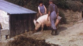 Cochon Cinéma : les porcs s'illuminent !