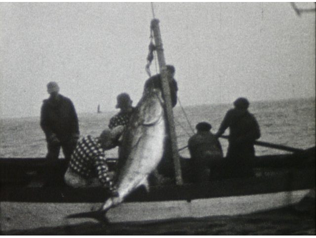 Télévision : "La pêche au thon rouge en Manche"